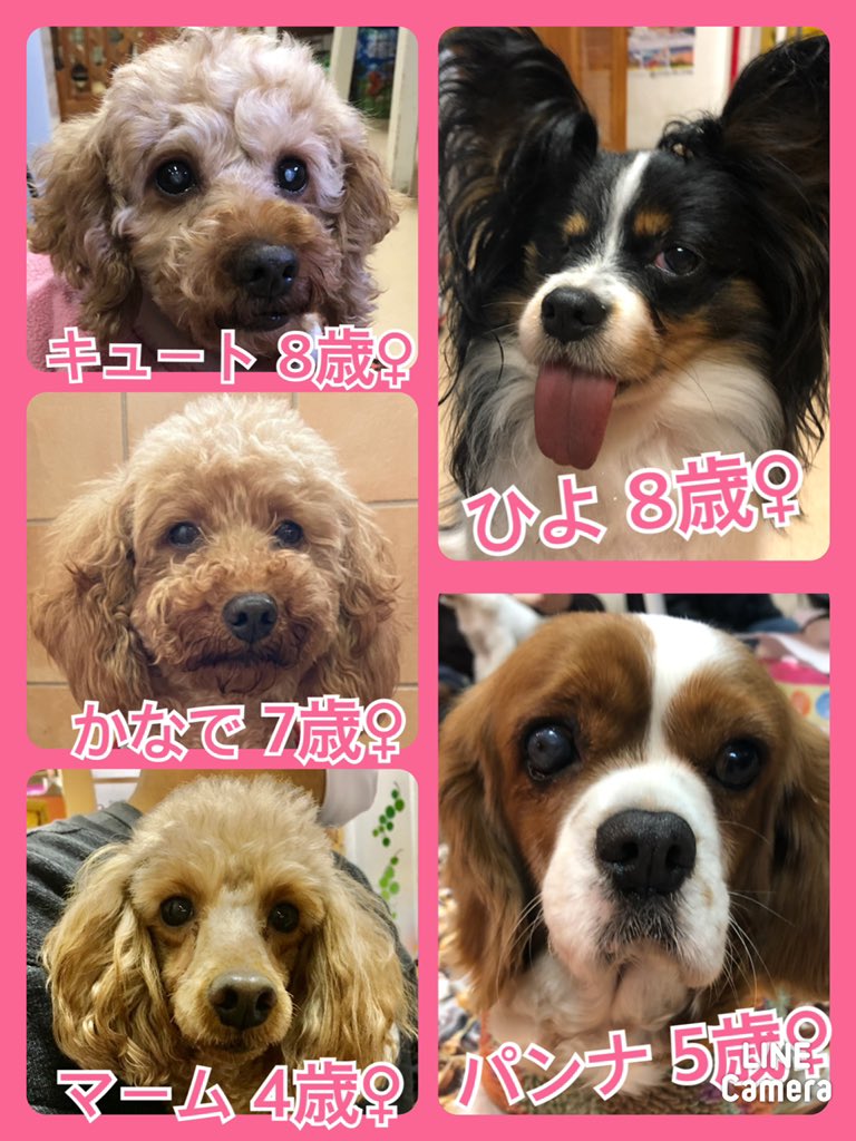 🐾今日の里親様募集中ワンコ🐶メンバーです🐾2020,12,28